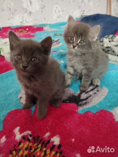 Отдам в добрые руки, котят