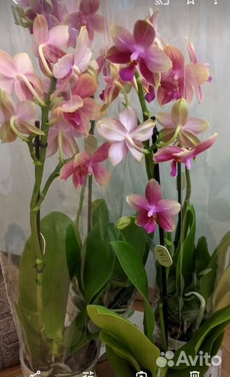 Орхидея Лиодоро ароматная