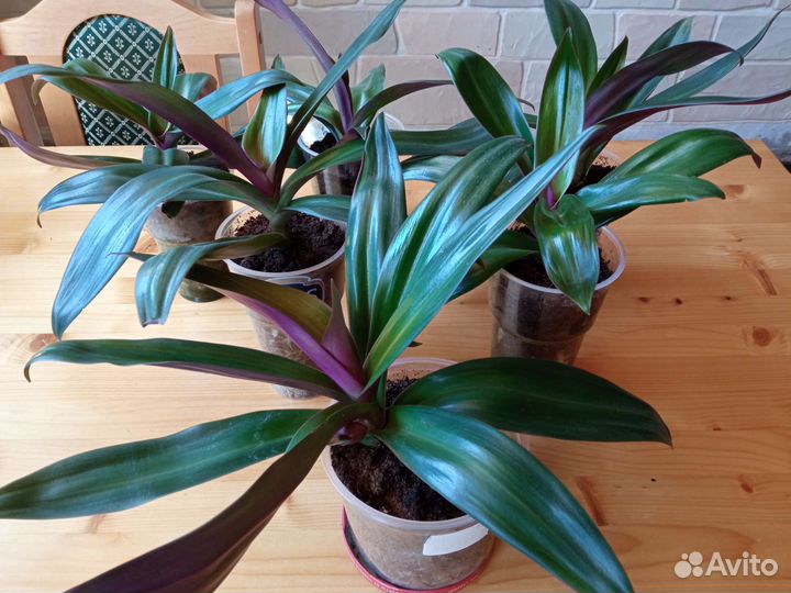 Рео Комнатное растение / Комнатные цветы