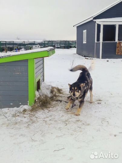 Собака метис маламут