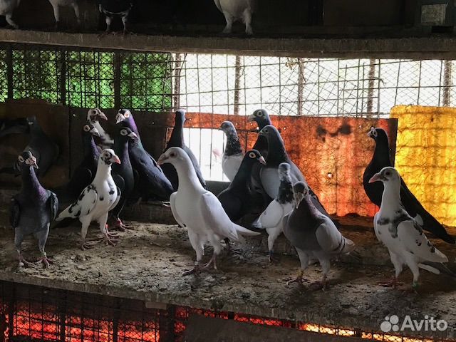Голуби спортивные