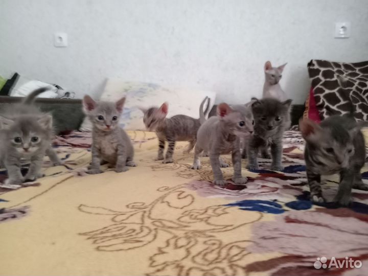 Котята сфинкса (браши)