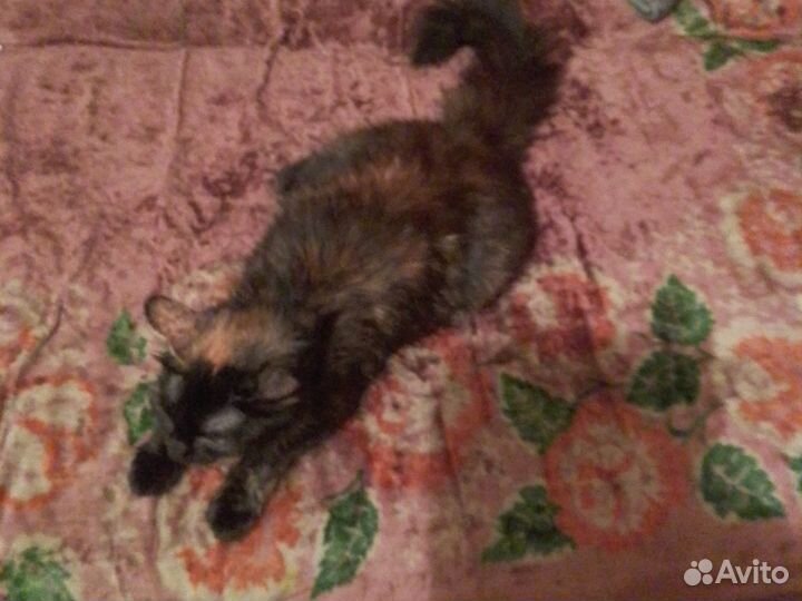 Котёнок девочка мейн-кун помесь