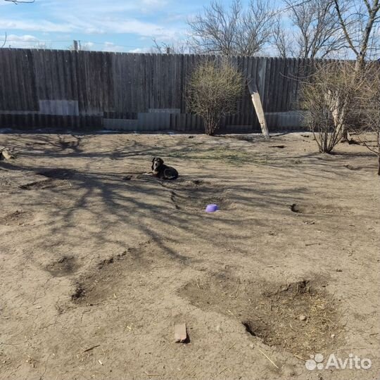 Собачка в дар