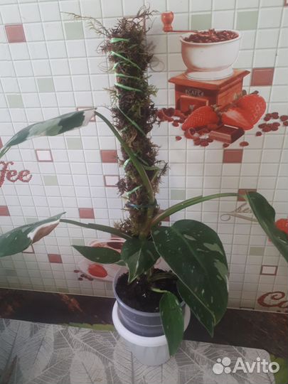 Филодендрон white princess(белая принцесса)