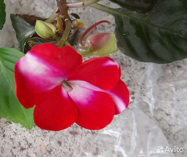 Бальзамины (Ванька мокрый)