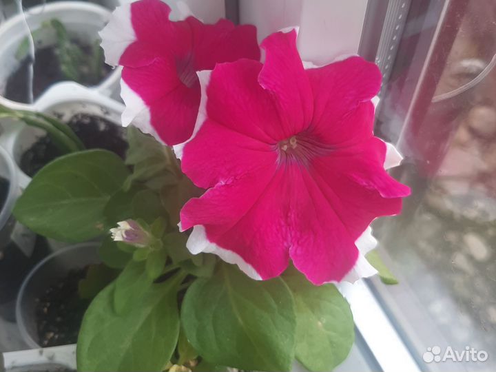 Петуния кустовая