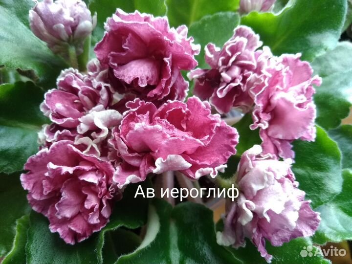 Фиалки, лист с детками