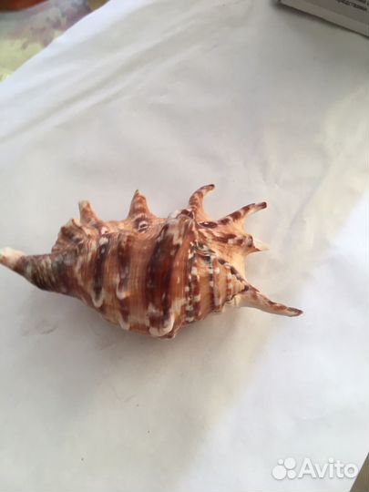 Коралл балянус