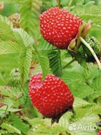 Саженцы Малины Земляничной/Тибетской