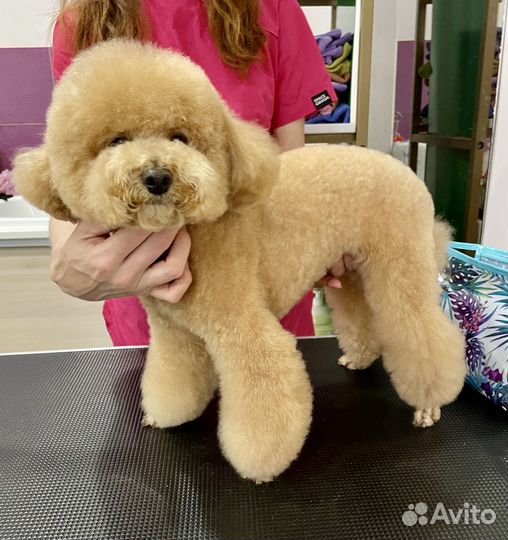 Груминг собак и кошек. Стрижки, экспресс-линька