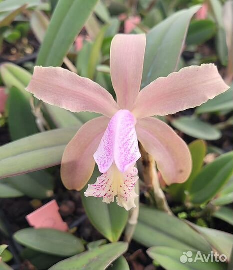 Орхидея. Каттлея. Cattleya kerrii x schilleriana