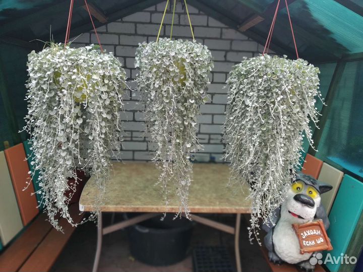 Дихондра Серебряный водопад