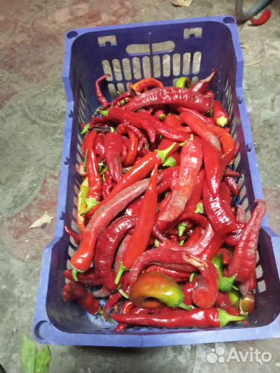 Перец острый, пикантный, Чили