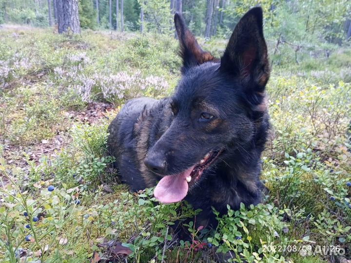 Овчарка в добрые руки