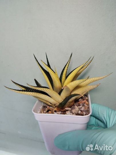 Haworthia limifolia variegata