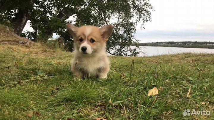 Щенки вельш корги