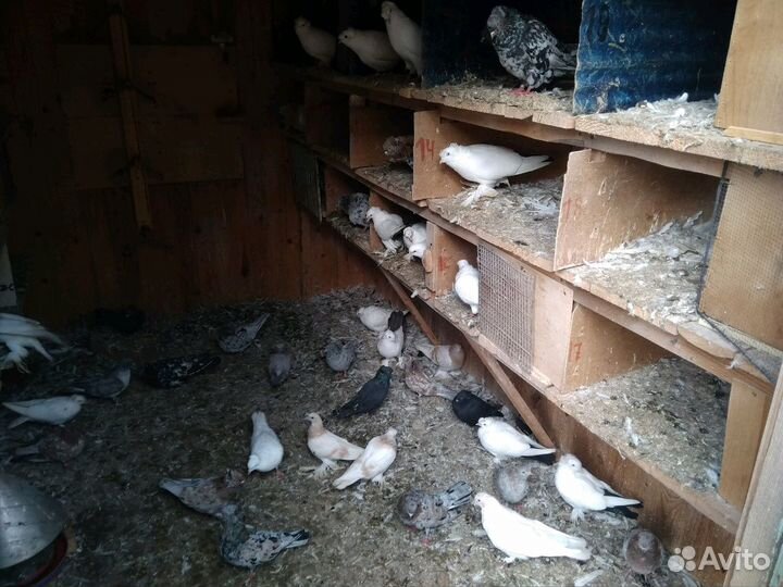 Голуби разные