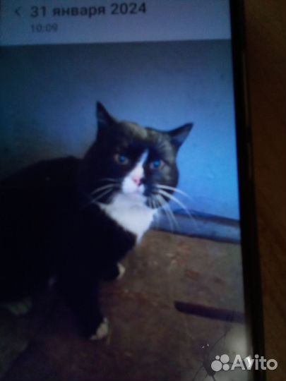 Кот в добрые руки кострированный