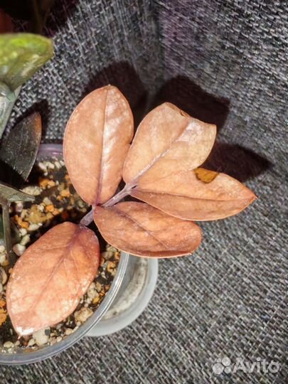 Замиокулькас Блэк Пинк вариегатный