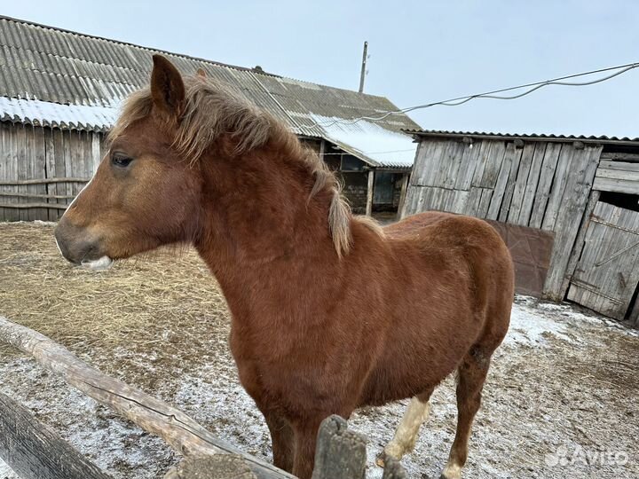 Продается жеребенок
