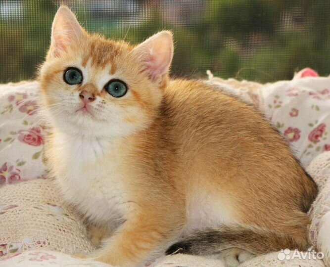 Мальчик британская золотая шиншилла ny11