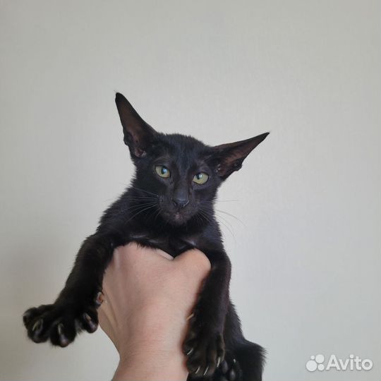 Ориентальные котята