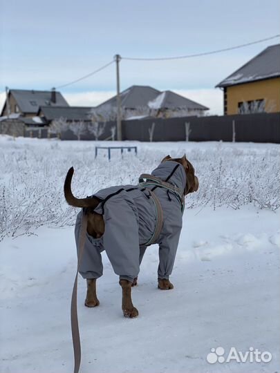 Комбинезон на среднюю и крупную собаку