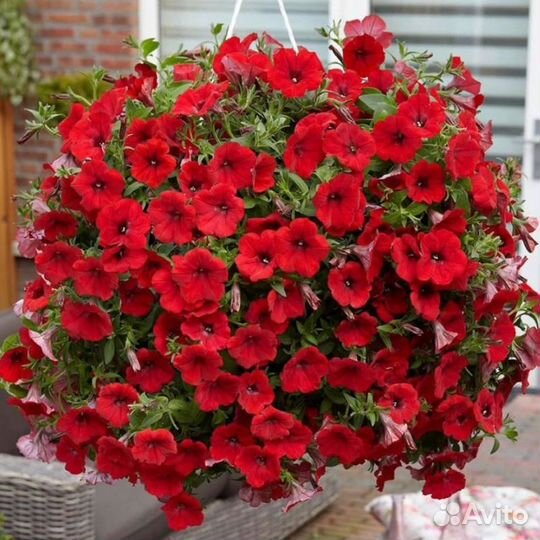 Петуния, тайдал