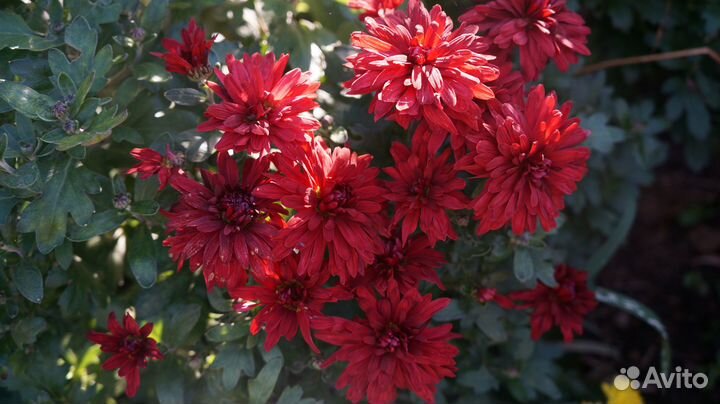 Хризантемы