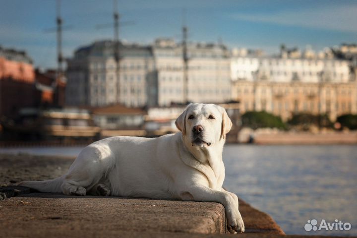 Собака для фотосессии и съёмок