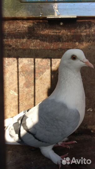 Голуби разных пород