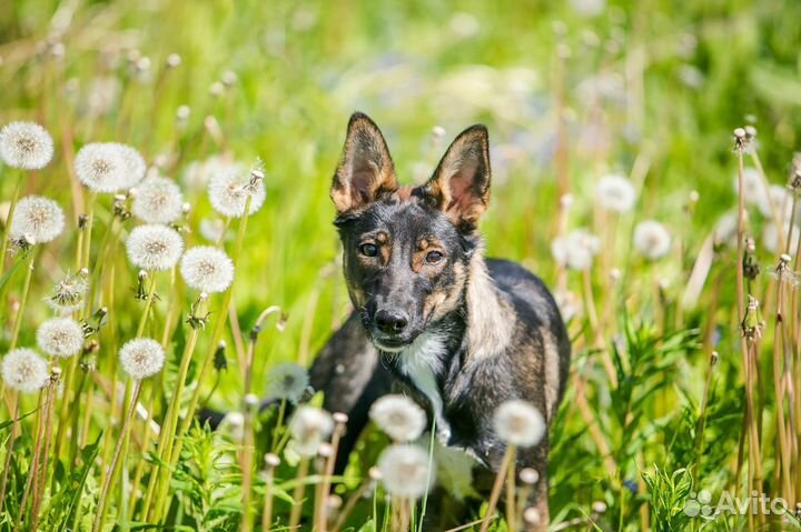 Маленькая собака в дар в добрые руки