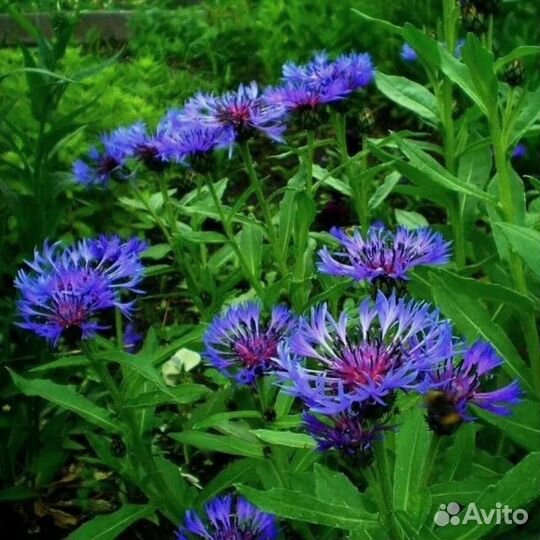 Василек садовый