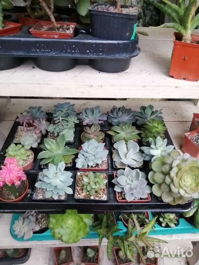 Вечнозеленые кустарники, хвойные растения, цветы