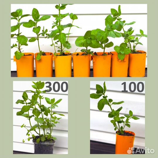 Перечная мята в горшке