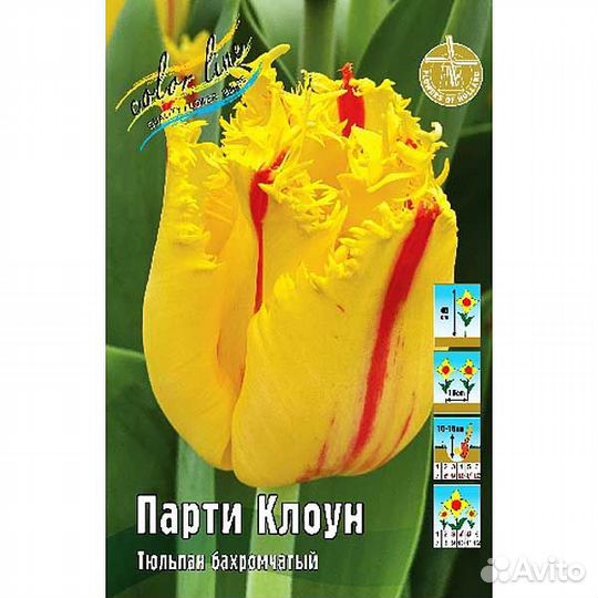 Тюльпан Пати Клоун (луковицы)