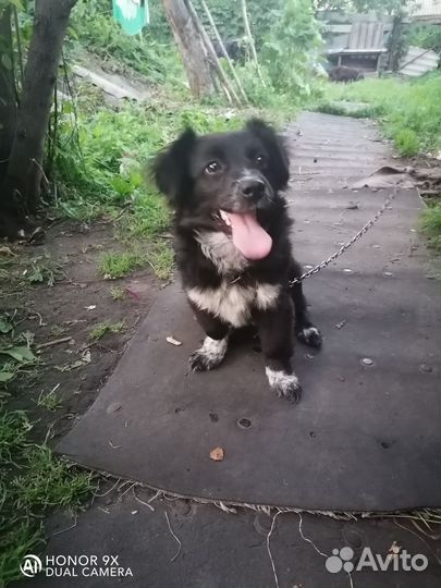 Маленькая собака в добрые руки бесплатно