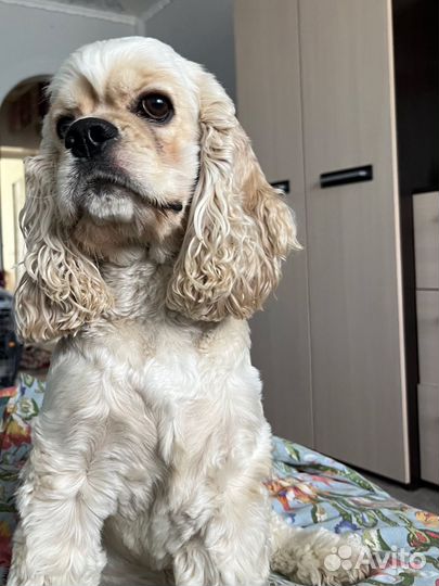 Кокер спаниель