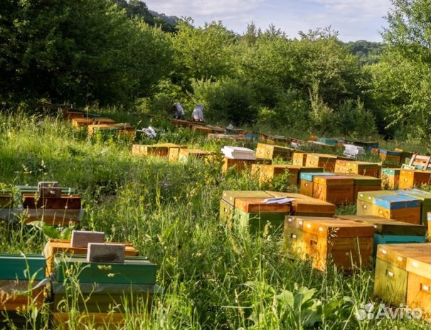 Мед 24 года из Алтая опт