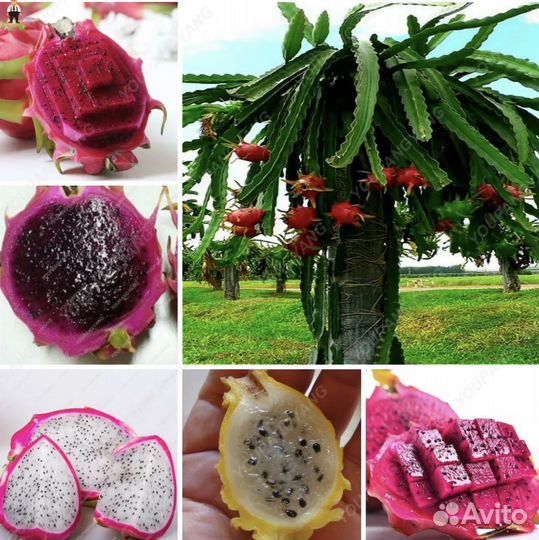 Питахайя dragon fruit («драконий фрукт»)