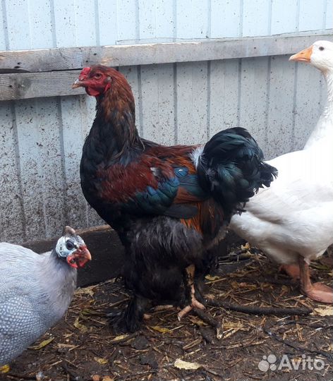 Петух Брама