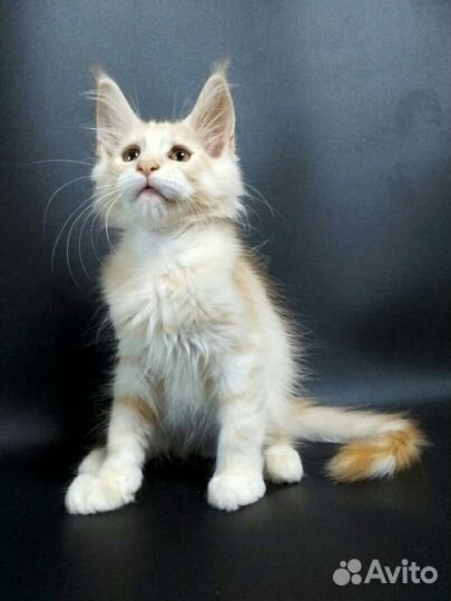 Мейн кун кот ds23 серебряный мальчик