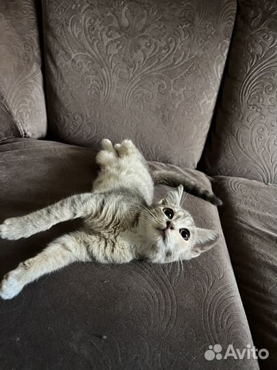 Отдам котенка