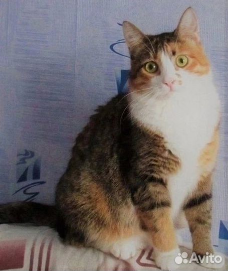 Передержка кошек