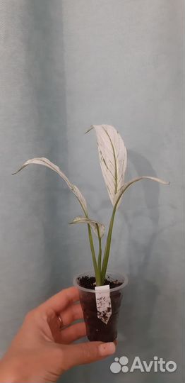 Спатифиллум City of angel (Сити оф ангел)