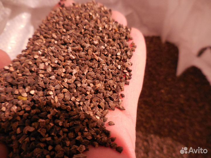 Семена синяка