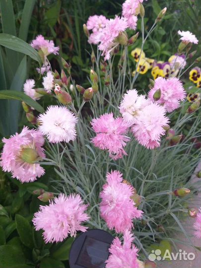 Многолетние растения для сада и комнатные растения