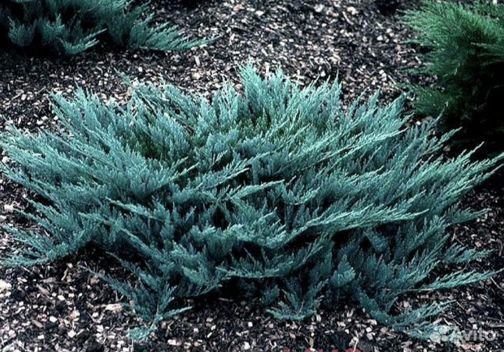 Можжевельник блю чип