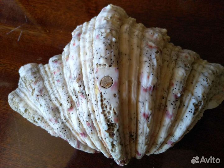 Б ольшая океанская раковина. Очень красивая